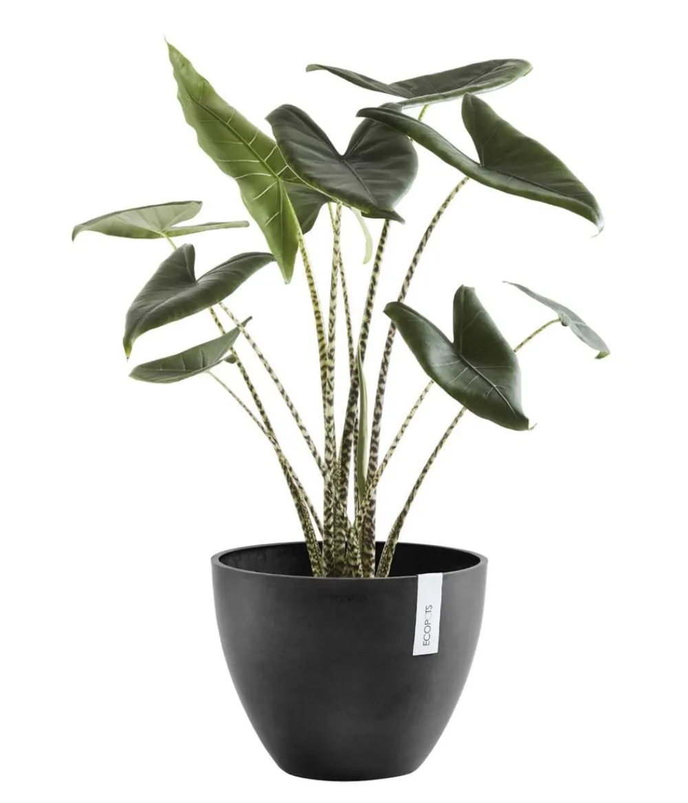 Ecopots Kunststoff-Topf Antwerp, rund Dunkelgrau Best