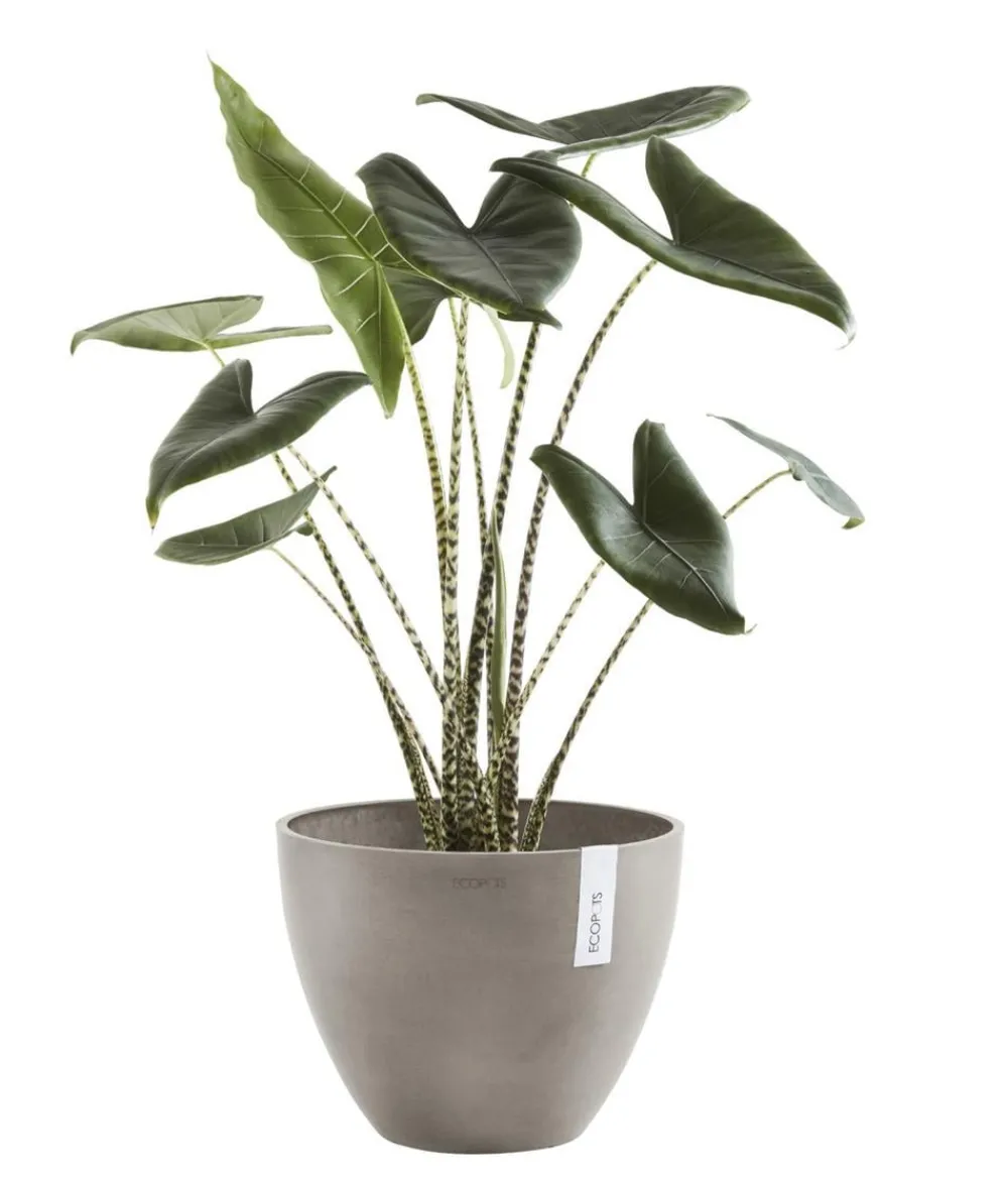 Ecopots Blumentöpfe & Übertöpfe - Kunststoff-Topf Antwerp, rund Taupe