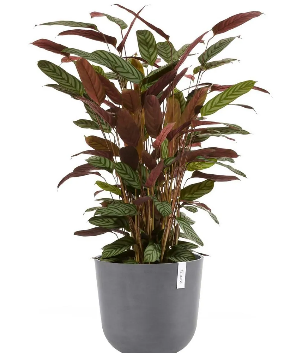 Ecopots Kunststoff-Topf Oslo, rund Grau Outlet