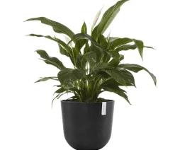Ecopots Blumentöpfe & Übertöpfe > Kunststoff-Topf Oslo, rund