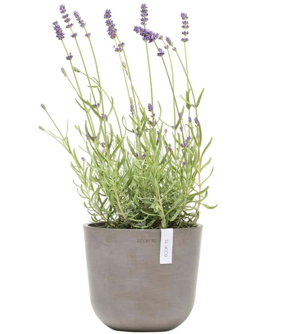 Ecopots Kunststoff-Topf Oslo Mini, rund Taupe Sale