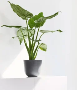 Ecopots Kunststoff-Topf Oslo Mini, rund Grau Online