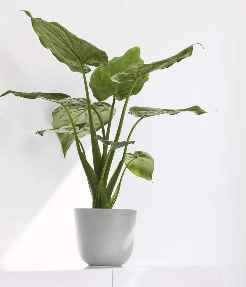 Ecopots Blumentöpfe & Übertöpfe - Kunststoff-Topf Oslo Mini, rund Hellgrau