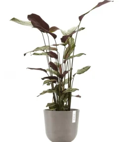 Ecopots Blumentöpfe & Übertöpfe > Kunststoff-Topf Oslo mit Wassersystem, rund