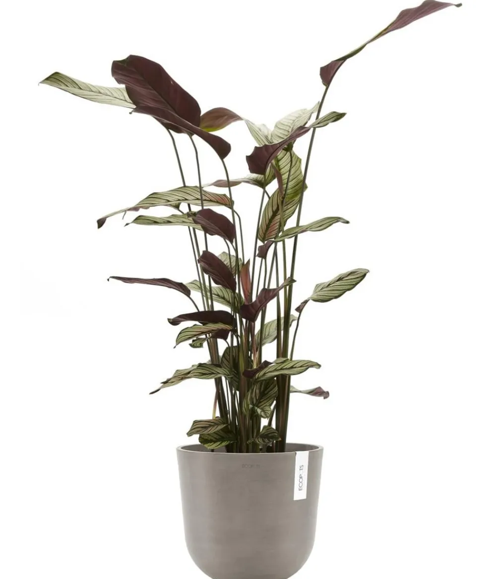 Ecopots Blumentöpfe & Übertöpfe > Kunststoff-Topf Oslo mit Wassersystem, rund