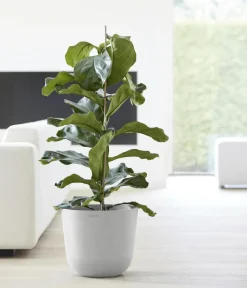 Ecopots Blumentöpfe & Übertöpfe > Kunststoff-Topf Oslo mit Wassersystem, rund