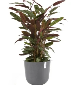 Ecopots Blumentöpfe & Übertöpfe > Kunststoff-Topf Oslo mit Wassersystem, rund