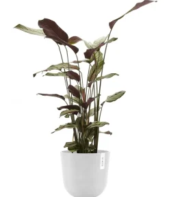 Ecopots Blumentöpfe & Übertöpfe > Kunststoff-Topf Oslo mit Wassersystem, rund
