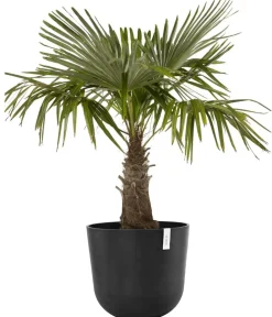 Ecopots Kunststoff-Topf Oslo mit Wassersystem, rund Dunkelgrau
