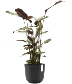 Ecopots Kunststoff-Topf Oslo mit Wassersystem, rund Dunkelgrau Clearance