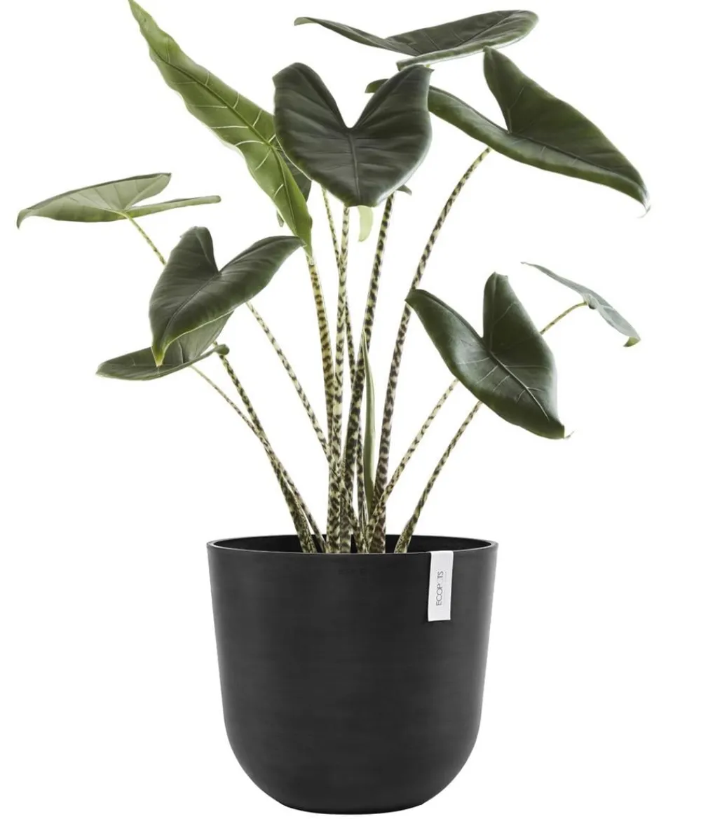 Ecopots Blumentöpfe & Übertöpfe - Kunststoff-Topf Oslo mit Wassersystem, rund Dunkelgrau