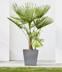 Ecopots Blumentöpfe & Übertöpfe > Kunststoff-Topf Rotterdam mit Rollen und Wassersystem, quadratisch