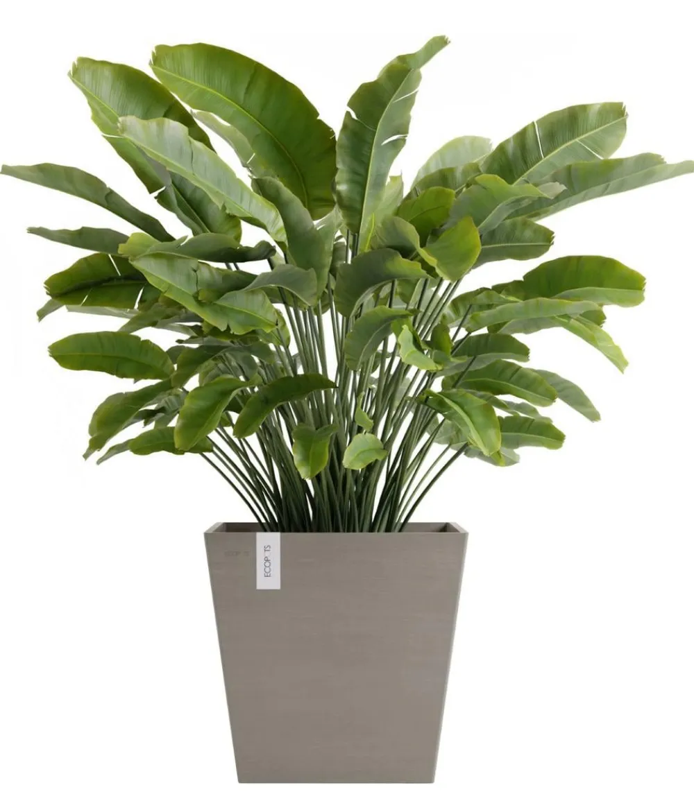 Ecopots Blumentöpfe & Übertöpfe > Kunststoff-Topf Rotterdam mit Wassersystem, quadratisch