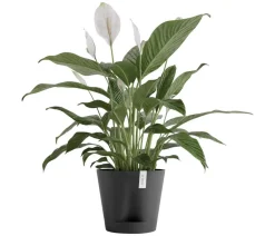 Ecopots Kunststoff-Topf Venice 2, rund Dunkelgrau Clearance