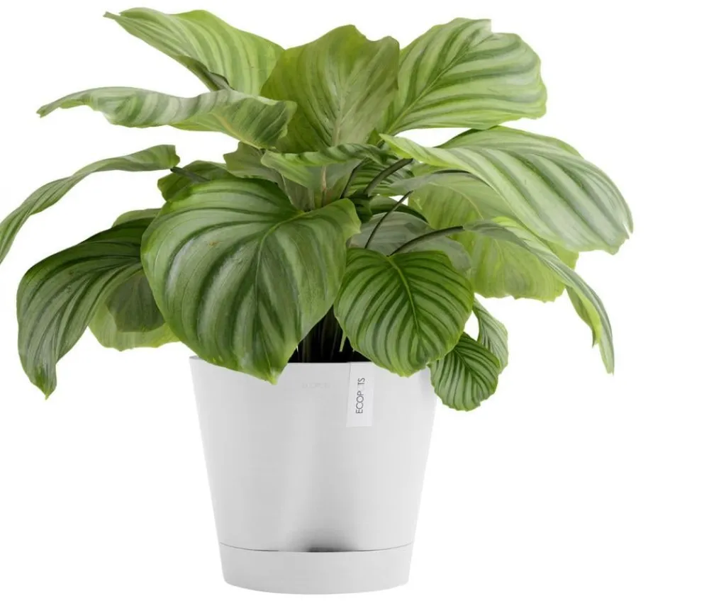 Ecopots Blumentöpfe & Übertöpfe > Kunststoff-Topf Venice 2, rund