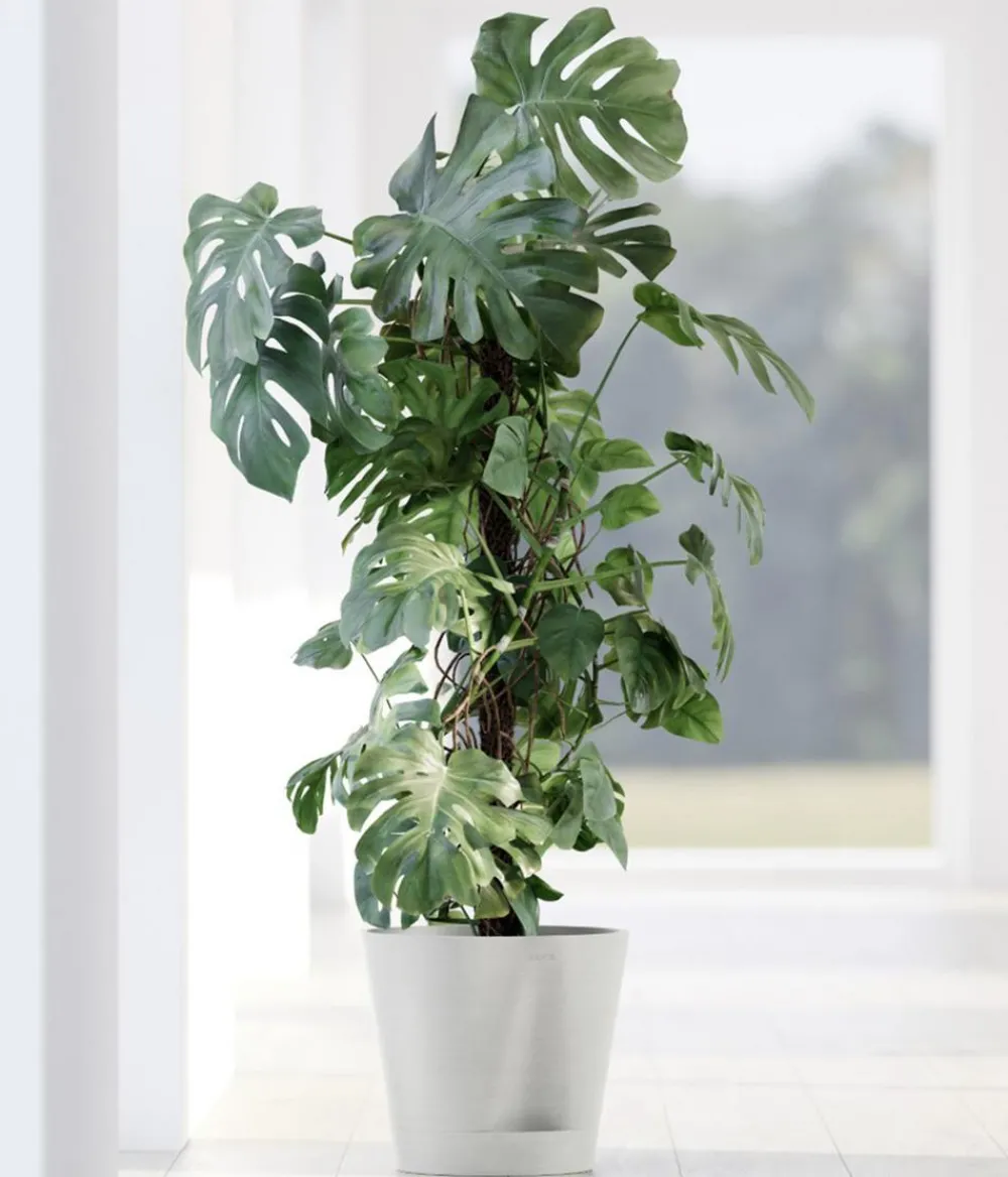 Ecopots Blumentöpfe & Übertöpfe > Kunststoff-Topf Venice 2, rund