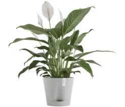 Ecopots Kunststoff-Topf Venice 2, rund Hellgrau