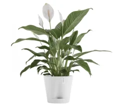 Ecopots Kunststoff-Topf Venice 2, rund Weiß Outlet