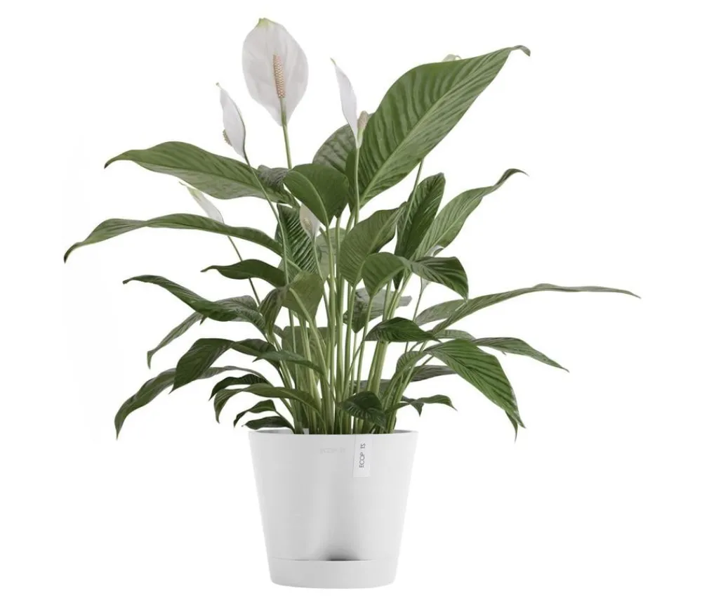 Ecopots Kunststoff-Topf Venice 2, rund Weiß Outlet