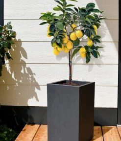 EDA Kunststoff-Topf Basalt Up, quadratisch, ca. B30/H50/T30 cm Anthrazit New