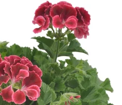 Dehner Edelgeranie 'Edle Schönheiten', verschiedene Farben New