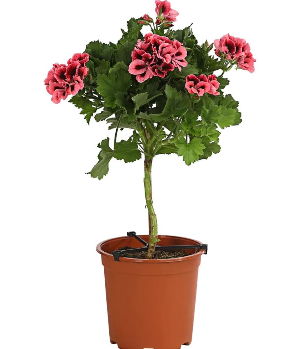 Dehner Terrassenpflanzen > Edelgeranie, Stämmchen