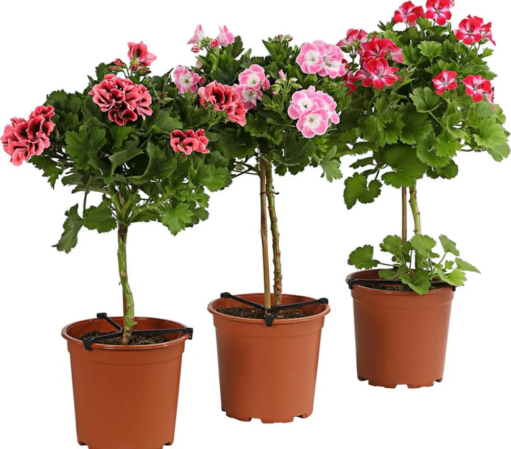 Dehner Terrassenpflanzen > Edelgeranie, Stämmchen