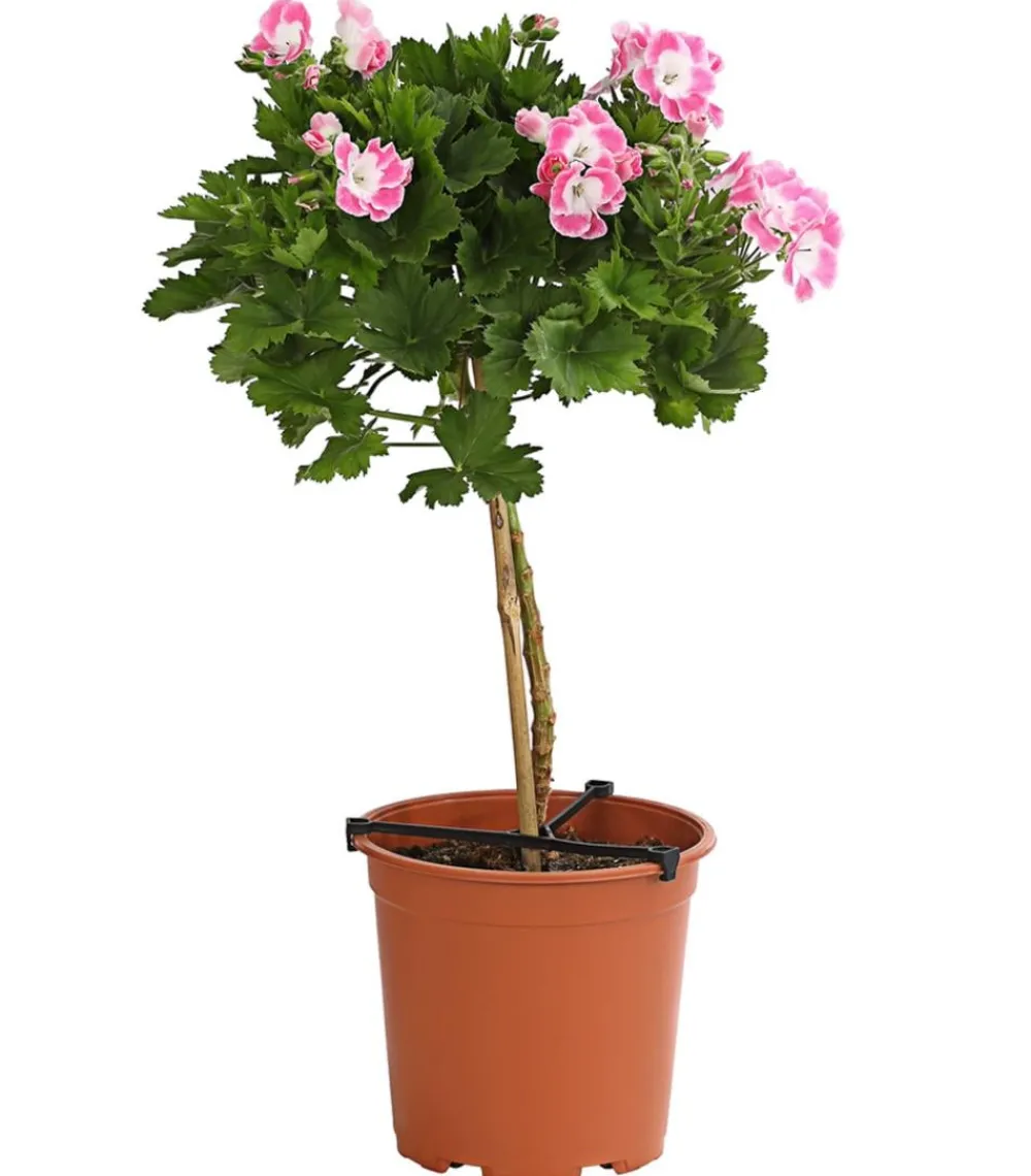 Dehner Terrassenpflanzen > Edelgeranie, Stämmchen