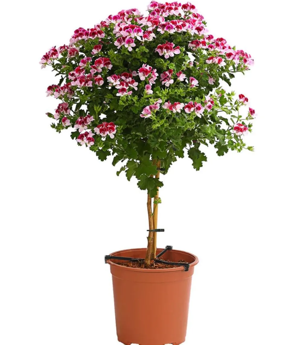 Dehner Terrassenpflanzen > Edelgeranie, Stämmchen