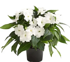 Dehner Sommerblumen > Edellieschen