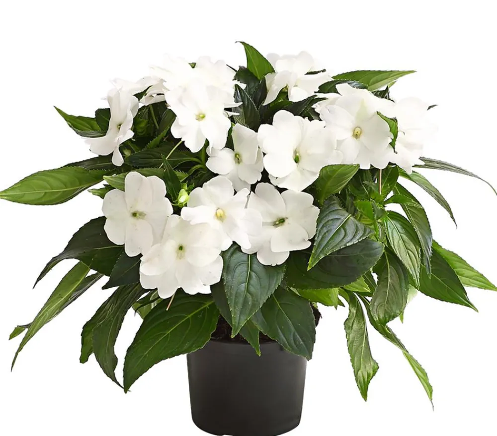 Dehner Sommerblumen > Edellieschen
