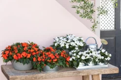 Dehner Sommerblumen > Edellieschen