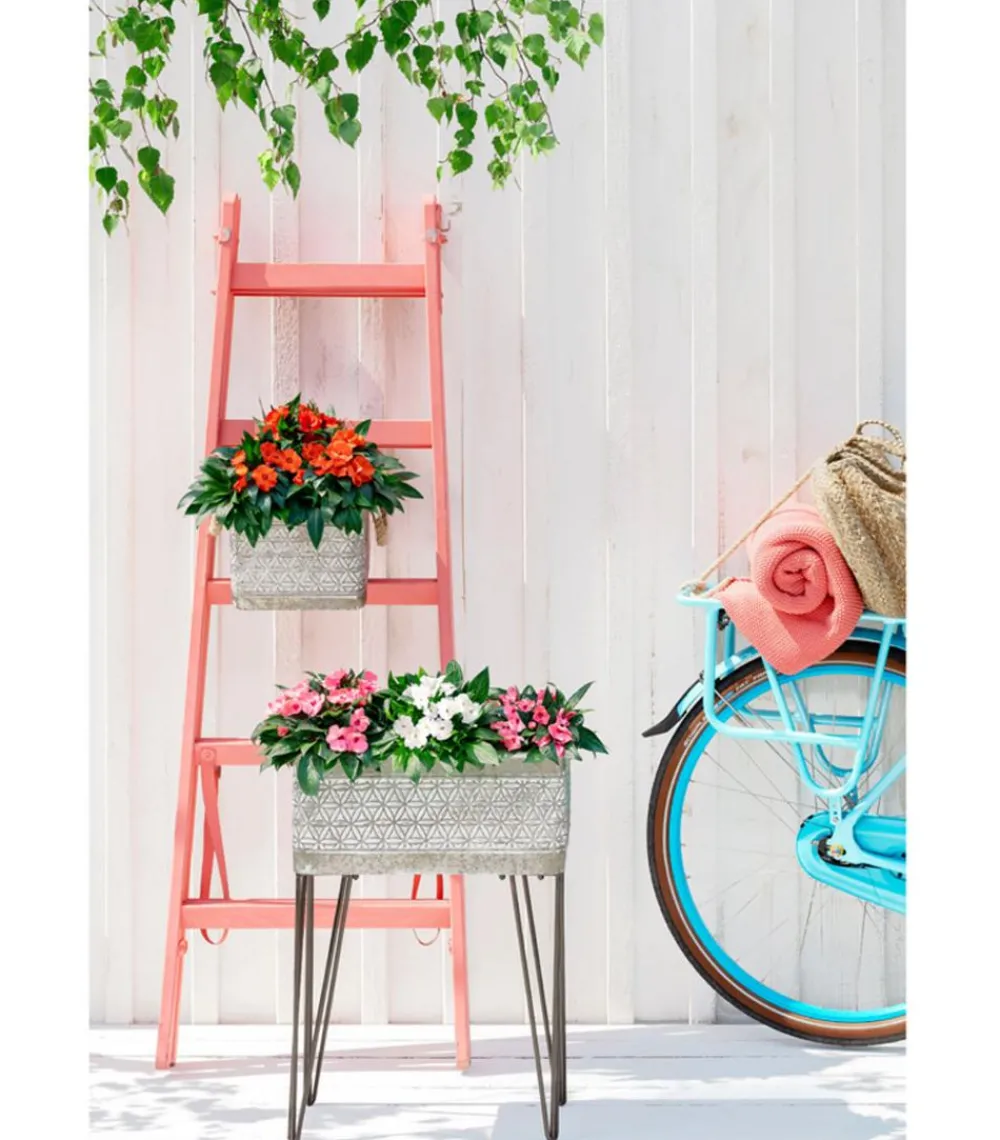 Dehner Sommerblumen > Edellieschen