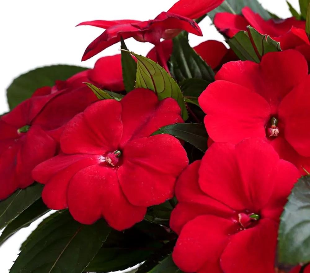 Dehner Edellieschen Rot Clearance