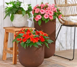 Dehner Edellieschen Rot Clearance