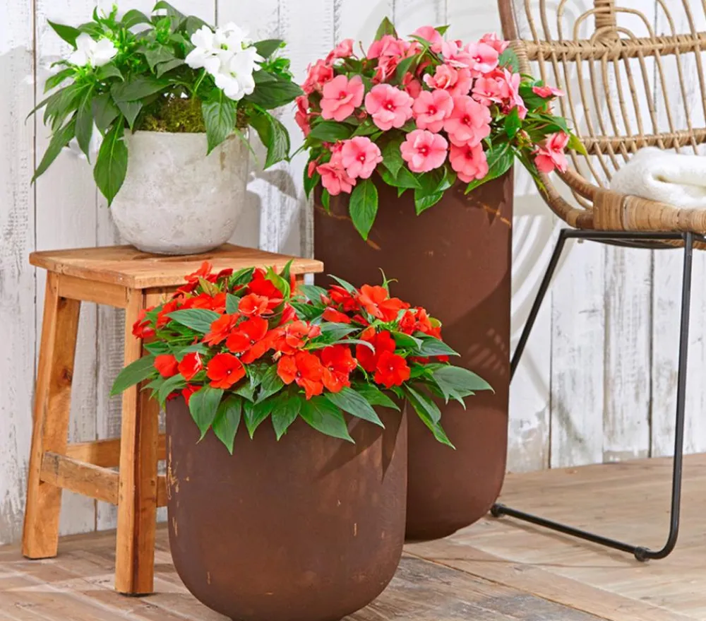 Dehner Edellieschen Rot Clearance
