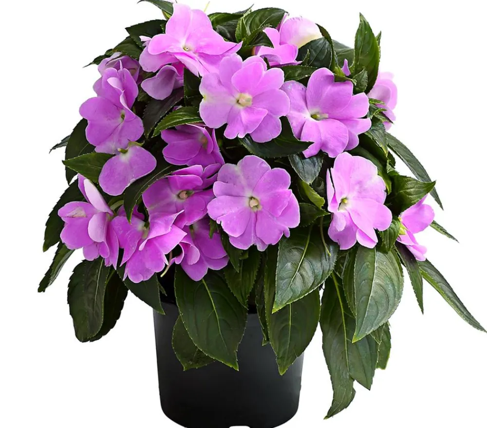 Dehner Edellieschen Lila New