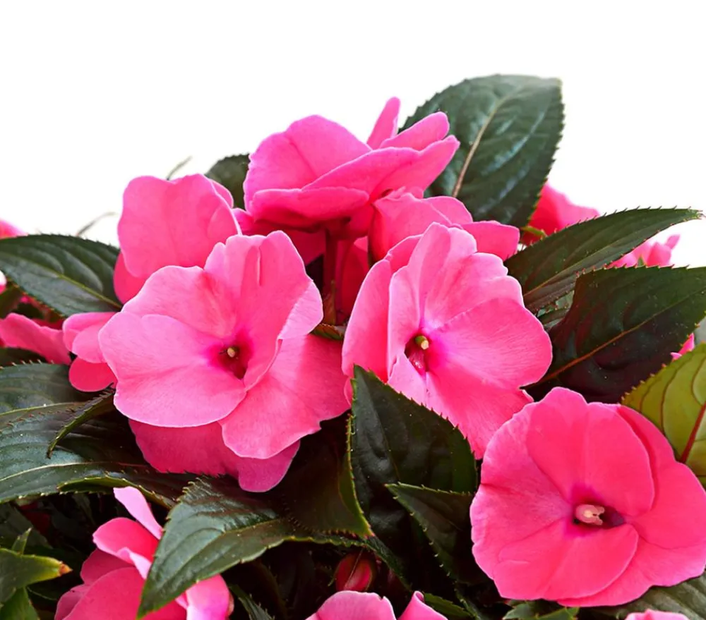 Dehner Sommerblumen - Edellieschen Rosa