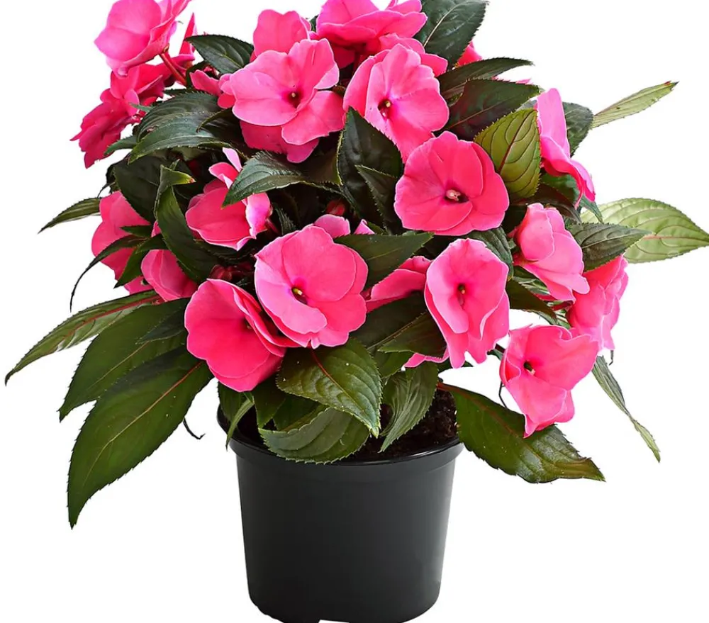 Dehner Sommerblumen - Edellieschen Rosa