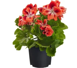 Dehner Edelpelargonie, verschiedene Farben