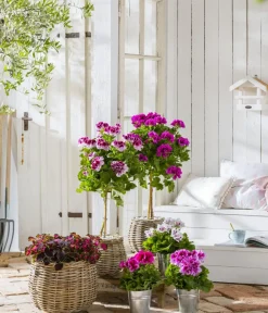 Dehner Edelpelargonie, verschiedene Farben
