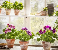 Dehner Edelpelargonie, verschiedene Farben