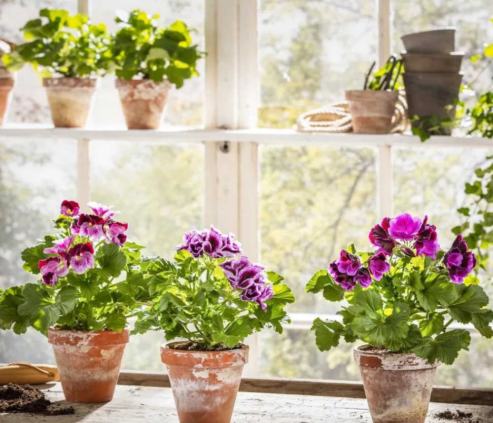 Dehner Edelpelargonie, verschiedene Farben