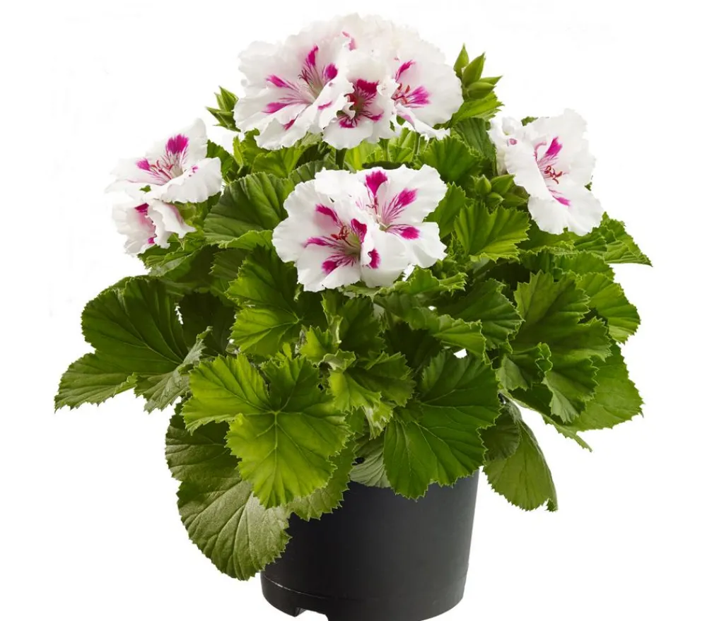 Dehner Edelpelargonie, verschiedene Farben