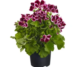 Dehner Edelpelargonie, verschiedene Farben