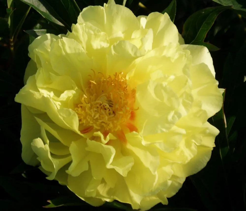 Dehner Sommerstauden - Edel-Pfingstrose 'Bartzella' Gelb