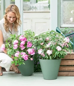 Dehner Sommerstauden - Edel-Pfingstrose, verschiedene Sorten Rosa