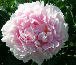 Dehner Sommerstauden - Edel-Pfingstrose, verschiedene Sorten Rosa