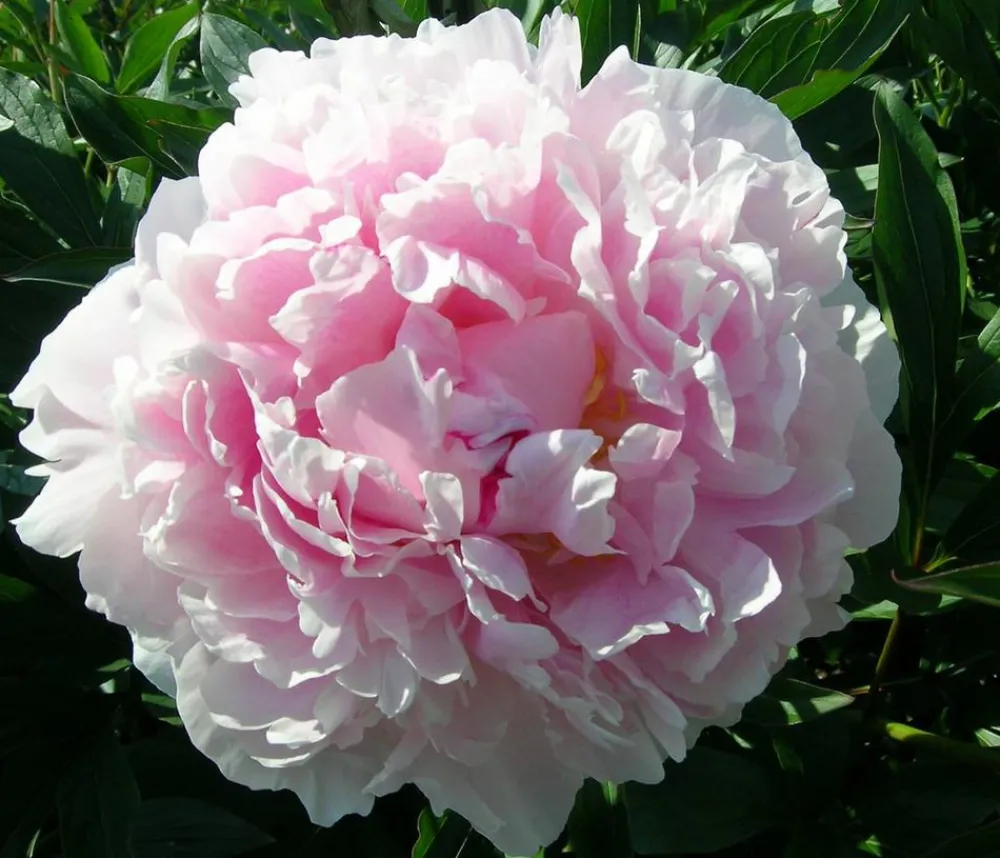 Dehner Sommerstauden - Edel-Pfingstrose, verschiedene Sorten Rosa