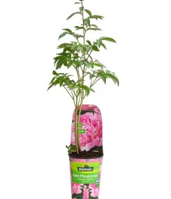 Dehner Sommerstauden - Edel-Pfingstrose, verschiedene Sorten Rosa